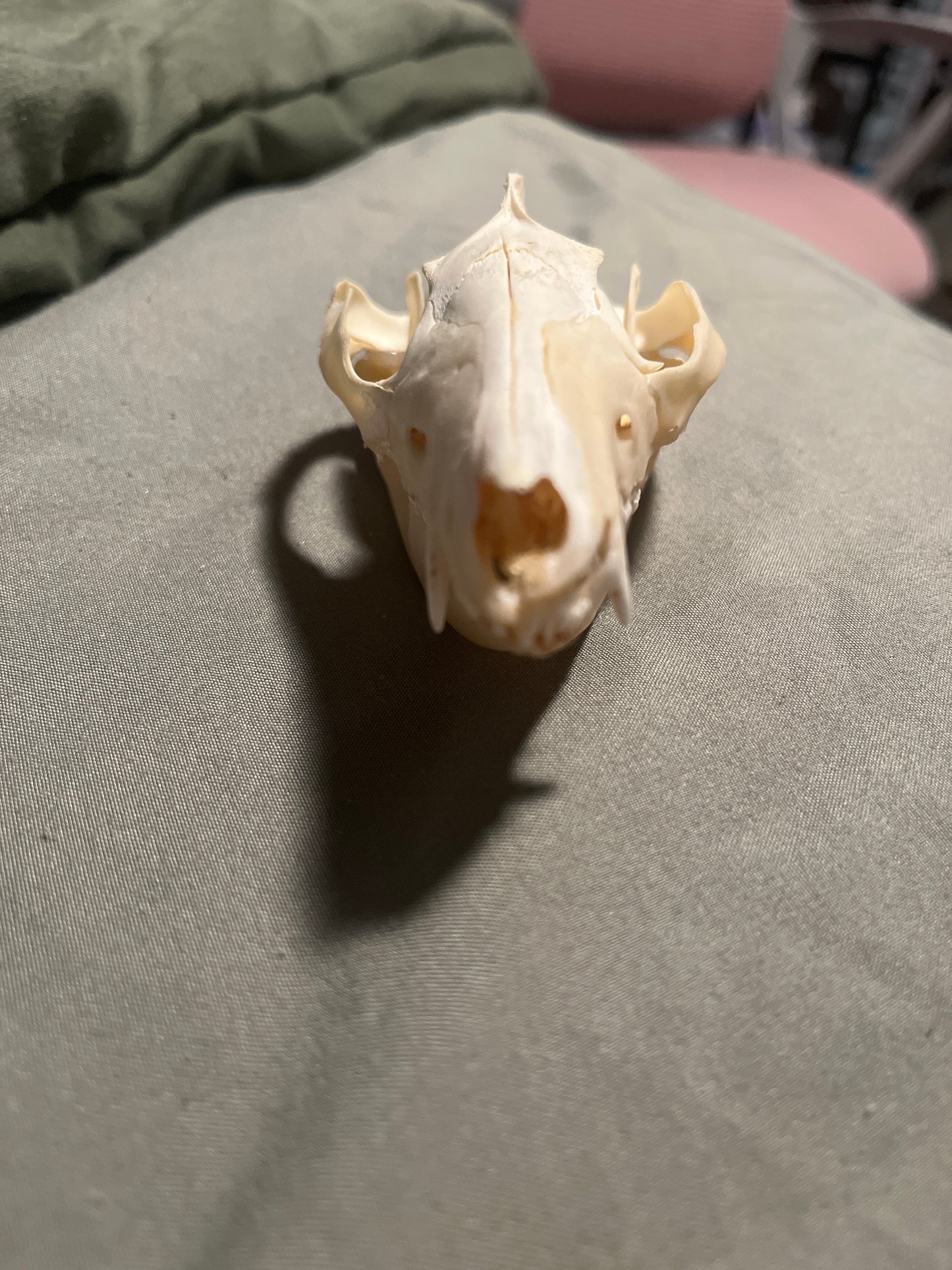 Opossum skull with vial of various bones