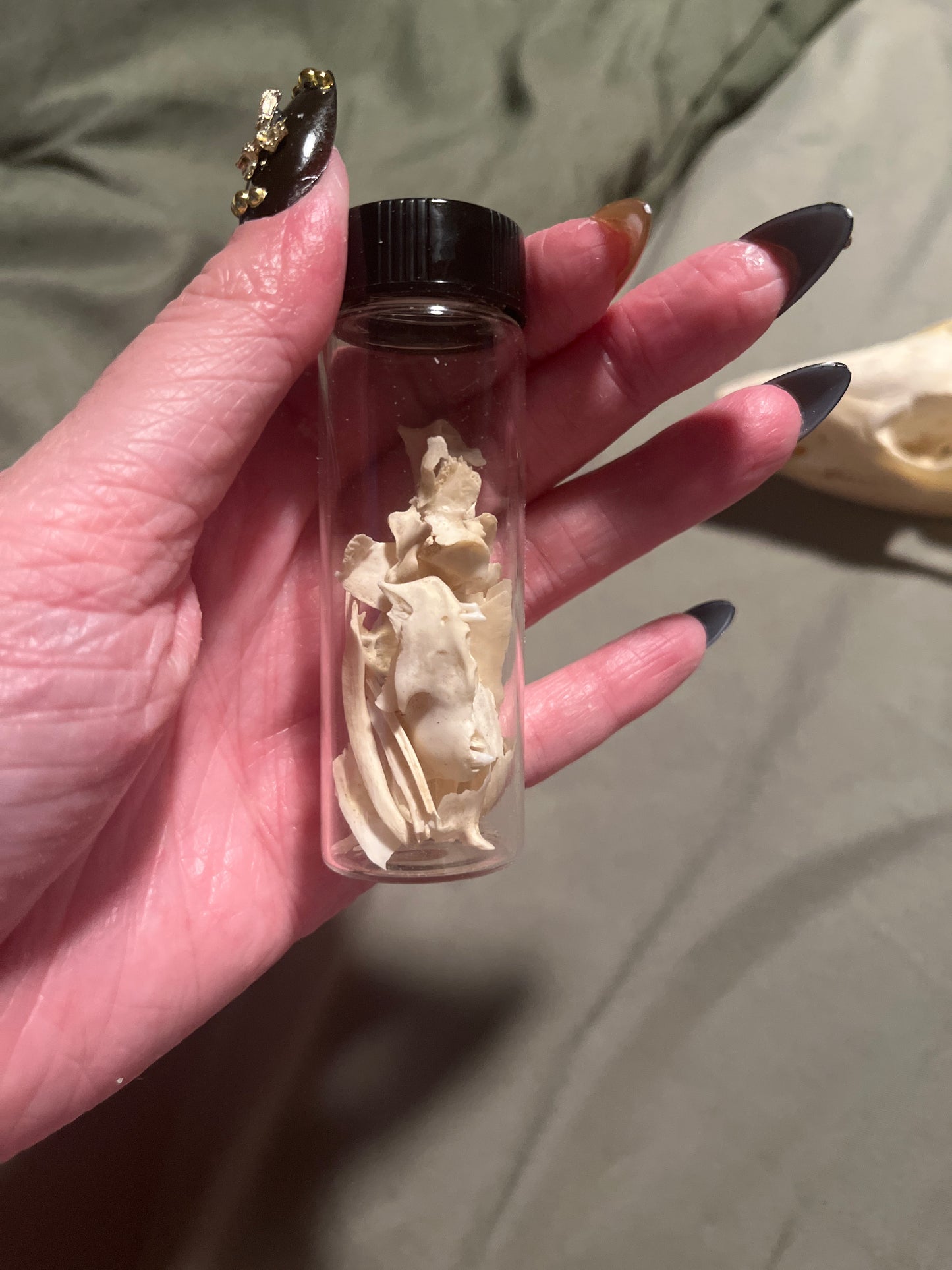 Opossum skull with vial of various bones