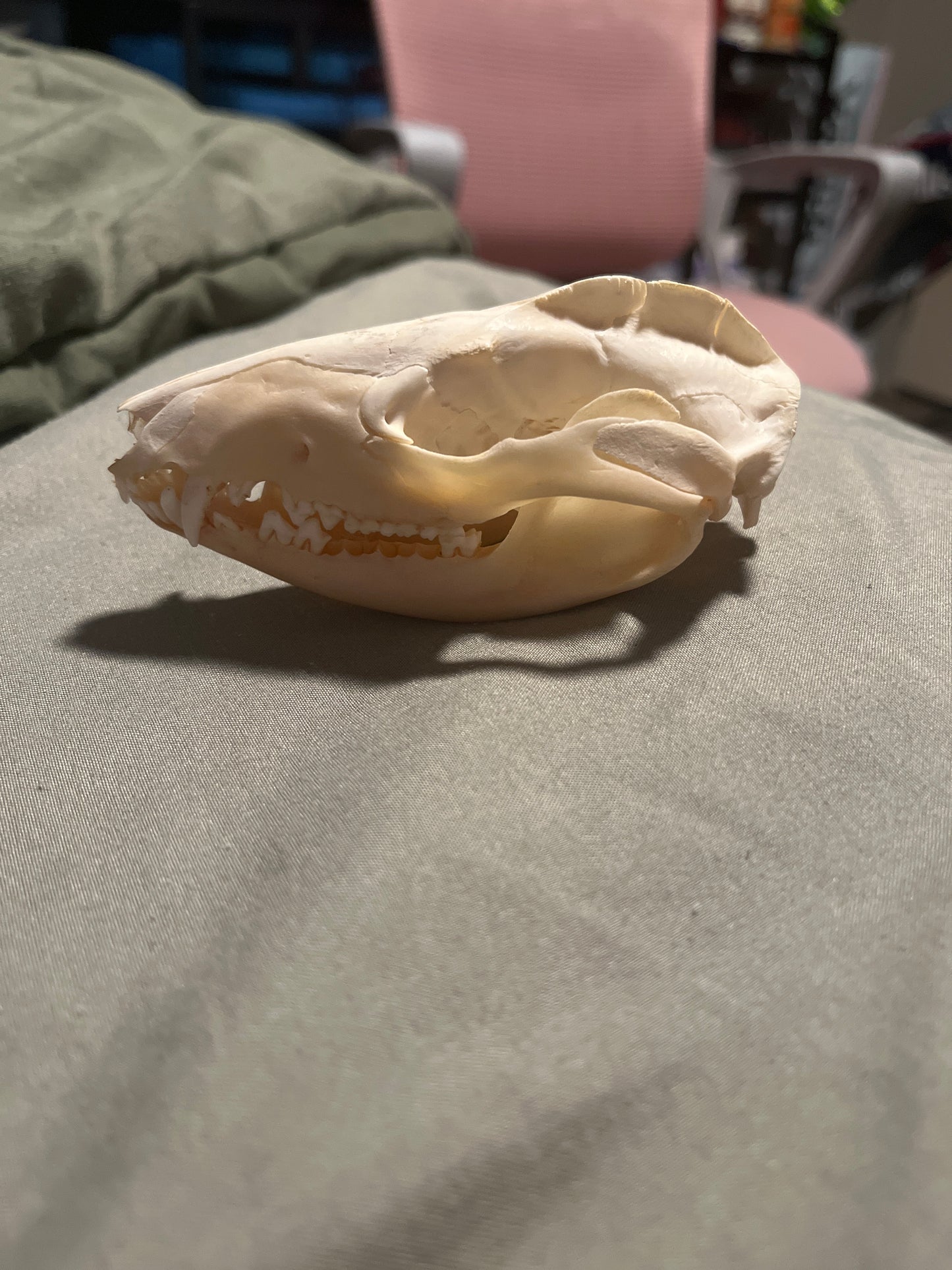 Opossum skull with vial of various bones