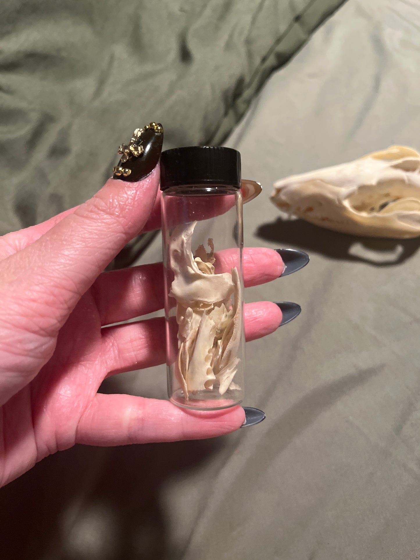 Opossum skull with vial of various bones