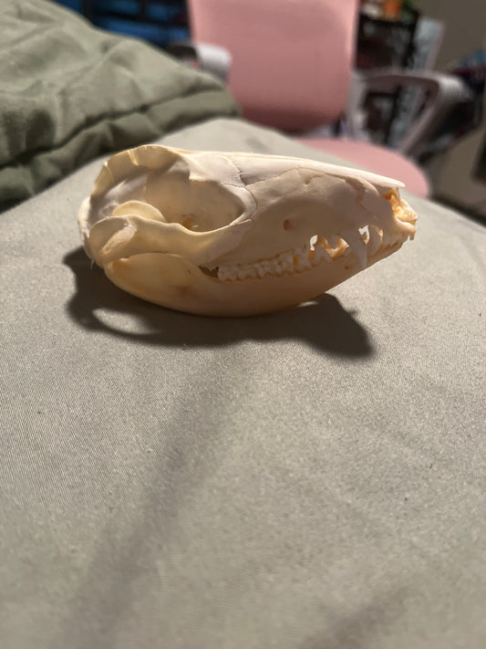 Opossum skull with vial of various bones